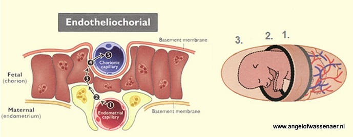 endothelio-choriale placenta